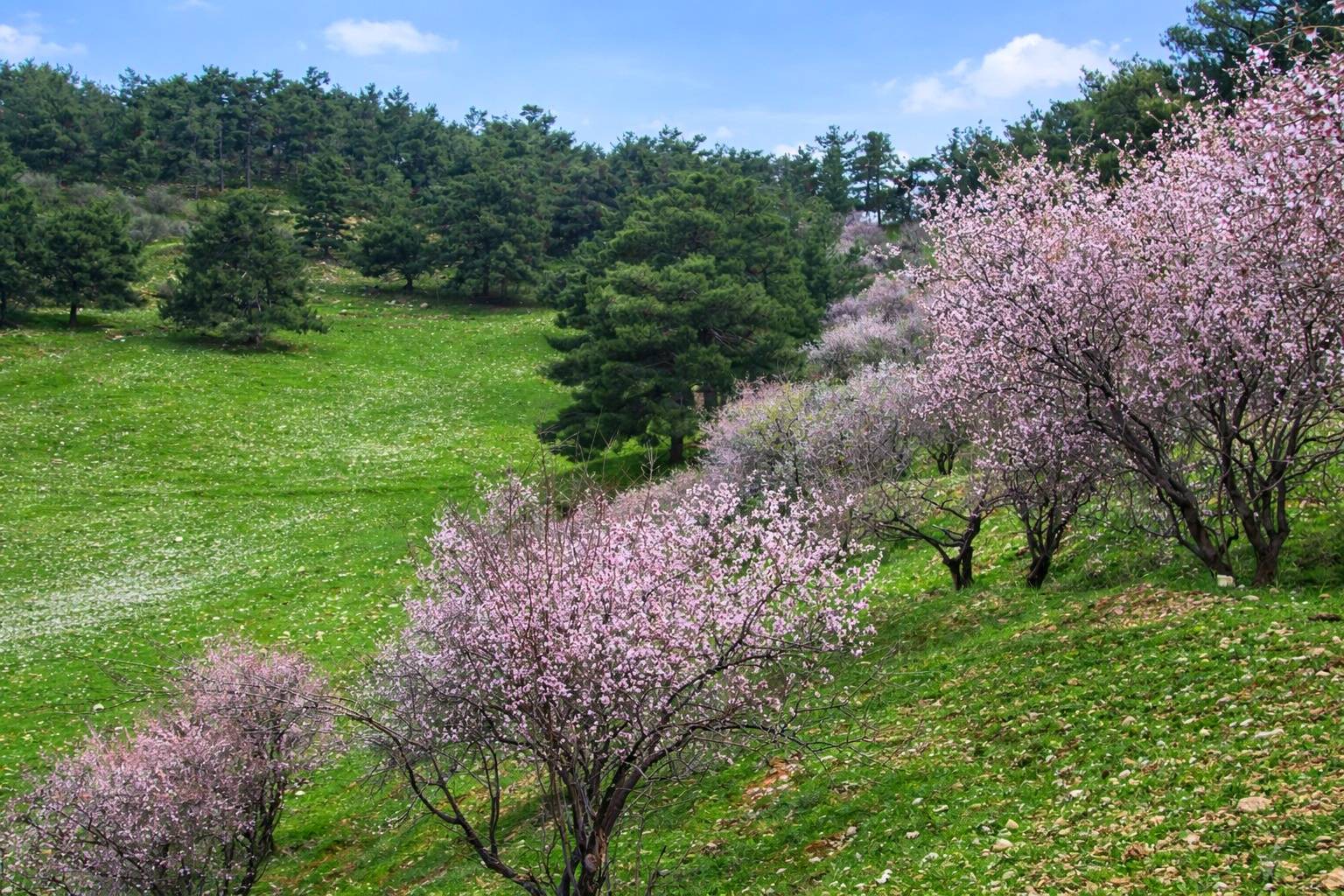 شوێنی سروشتی